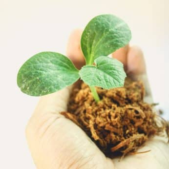 Nachhaltigkeit (CTA)